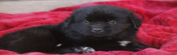 Newfoundland dogs for sale: Paris - Ad 1