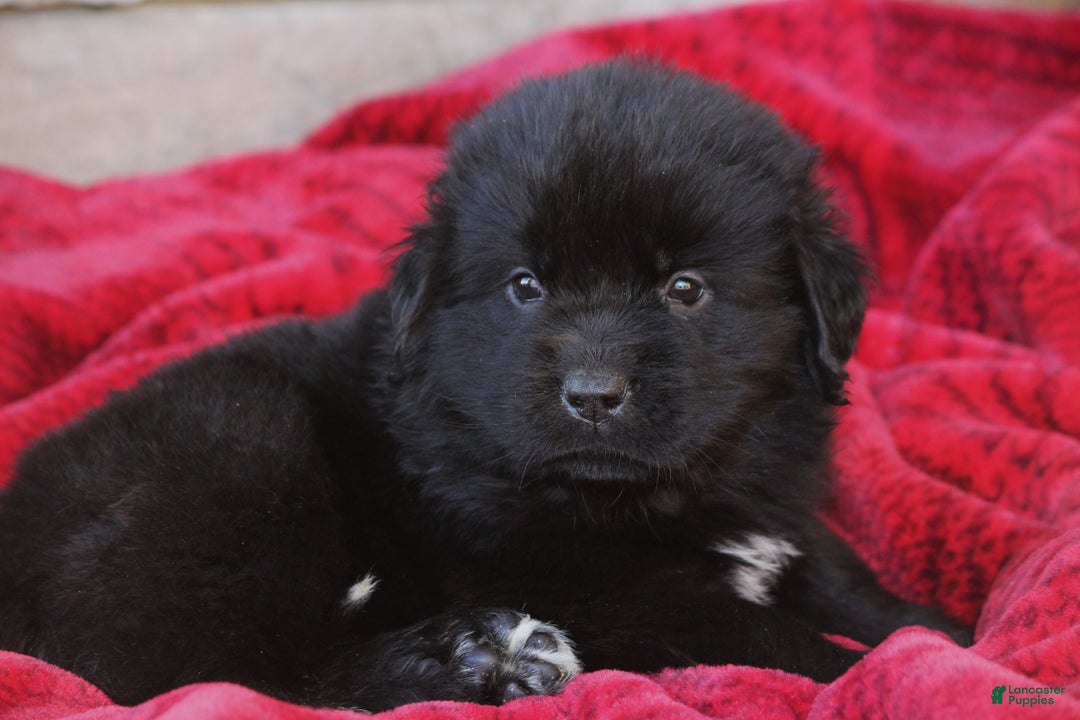 Newfoundland dogs for sale: Paris - Ad 1