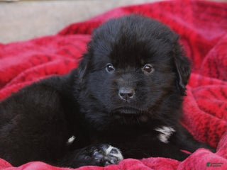 Newfoundland dogs Paris - Ad 16