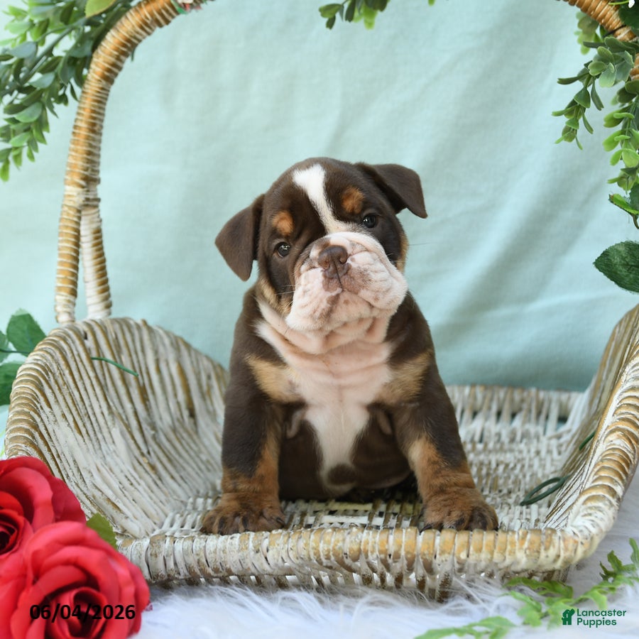 English Bulldog dogs for sale: Dallas - Ad 5