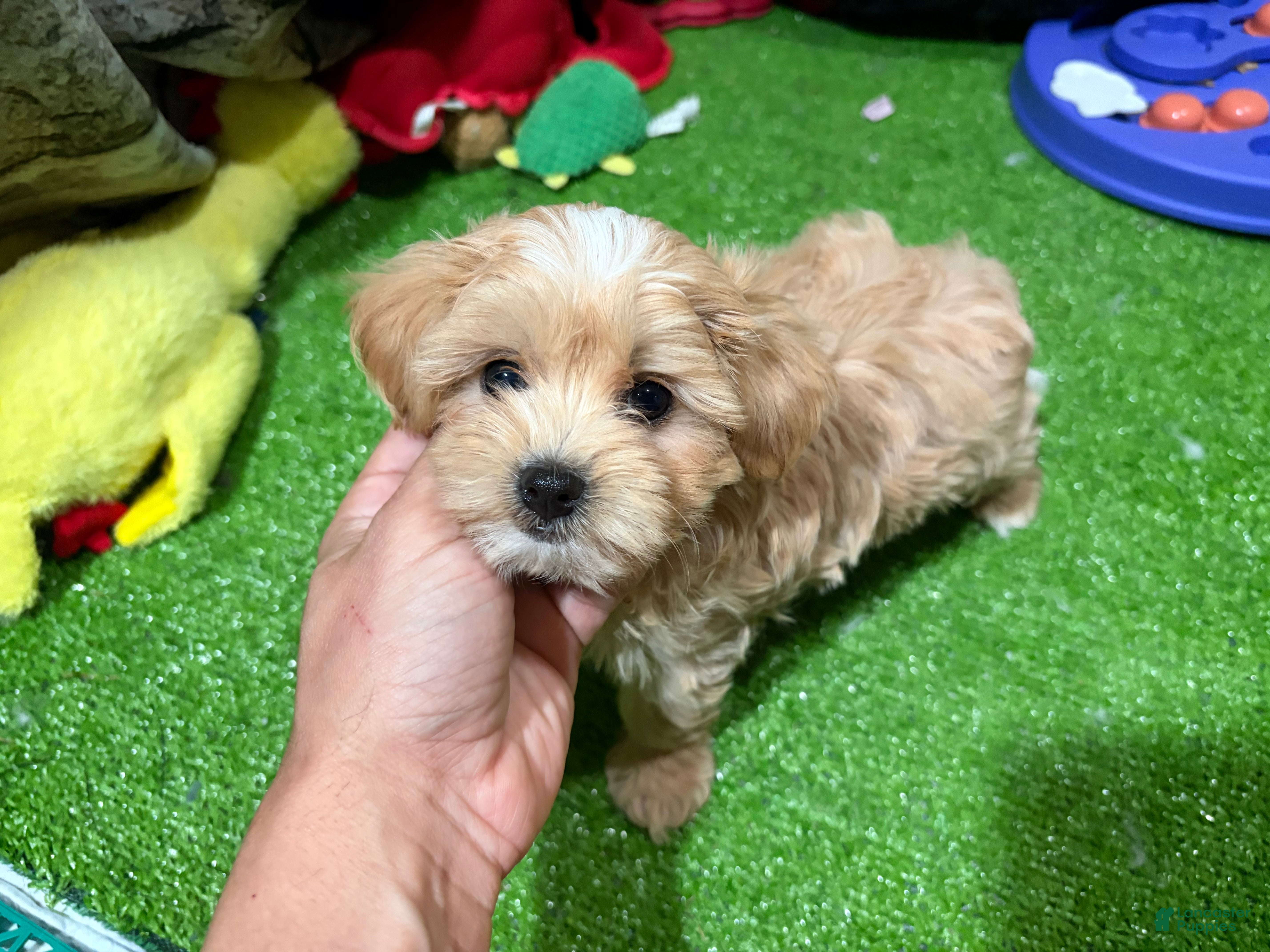 Maltipoo dogs Peter - Ad 22