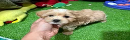 Maltipoo dogs for sale: Peter - Ad 1