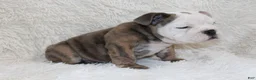 English Bulldog dogs for sale: Curry - Ad 10