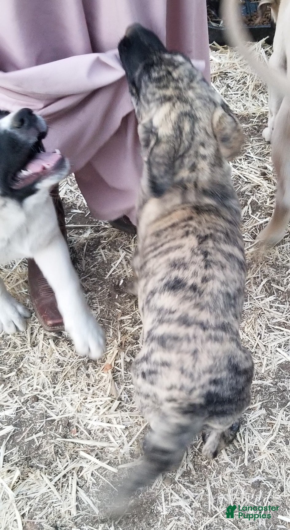 Anatolian Shepherd dogs Tiger ⤴️ - Ad 1