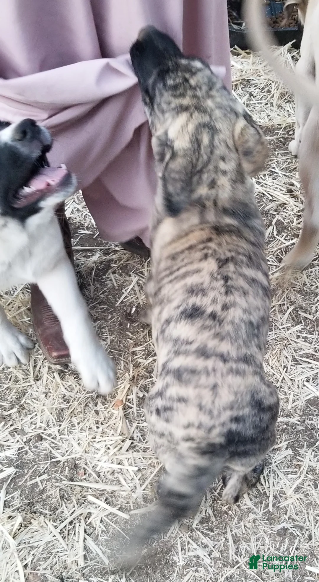 Anatolian Shepherd dogs for sale: Tiger ⤴️ - Ad 1