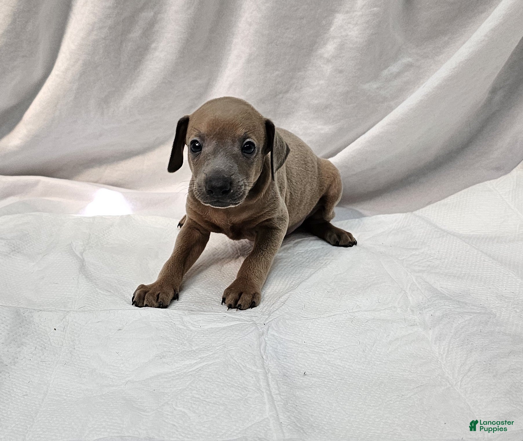 Italian Greyhound dogs Fawn Male - Hari - Ad 1
