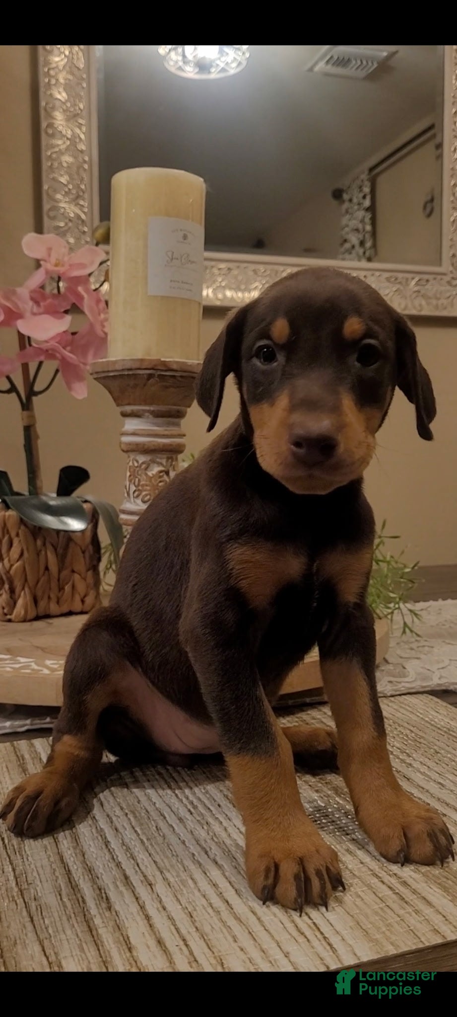 Doberman Pinscher dogs Akira F4 - Ad 24