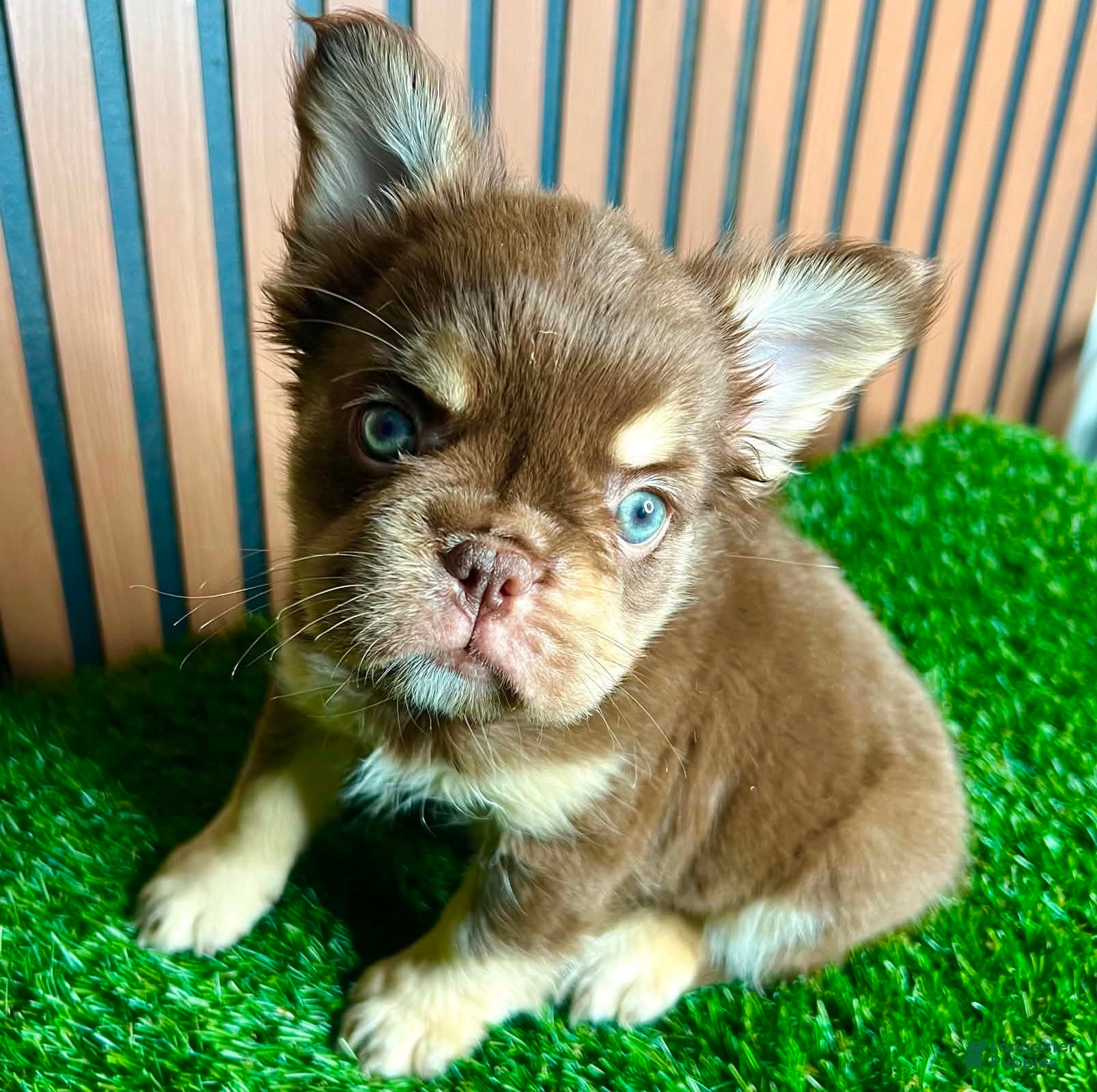 French Bulldog dogs Omarion - Ad 2