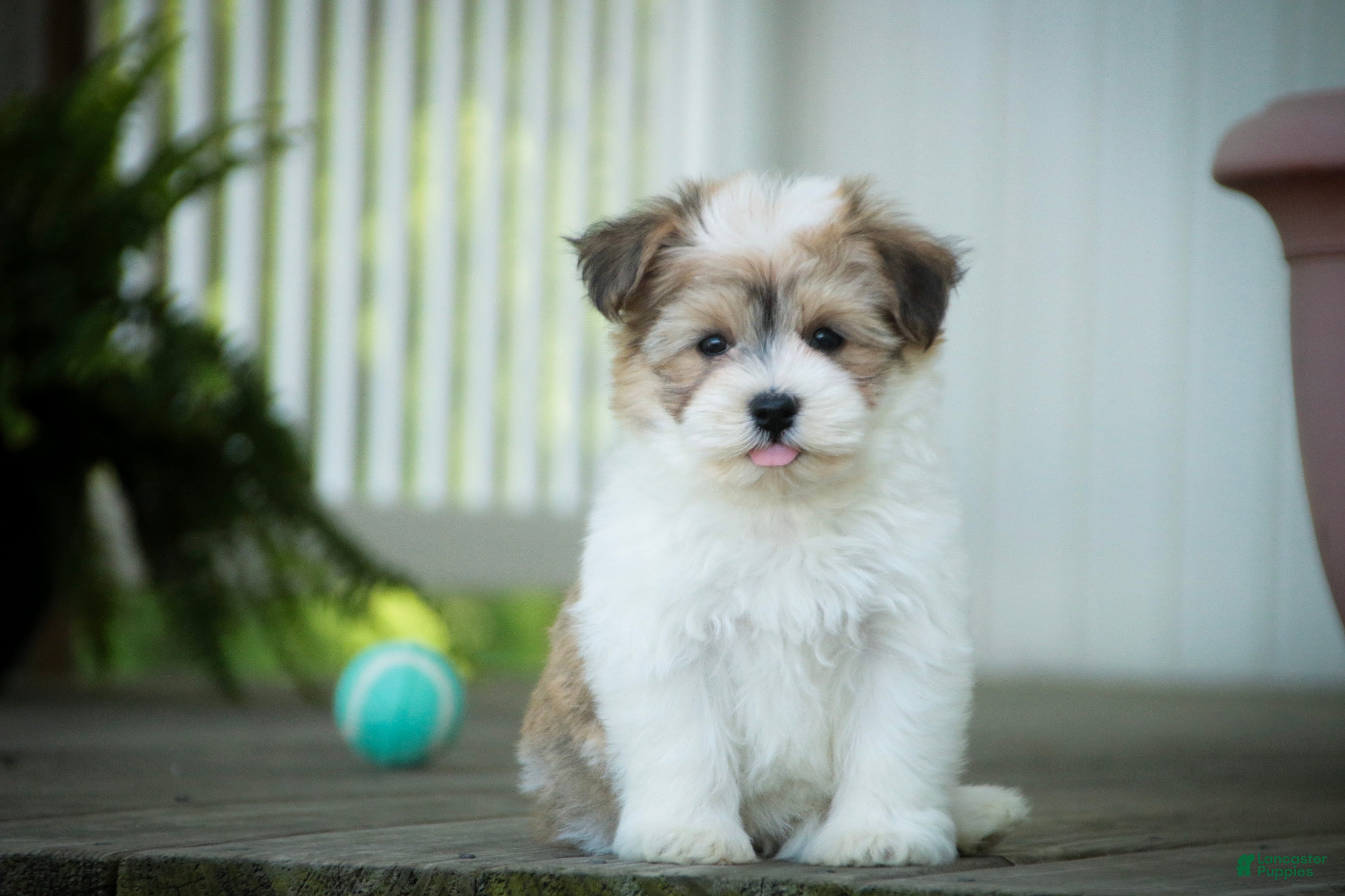 Havanese dogs Ina Havanese Puppy  - Ad 1