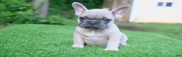 French Bulldog dogs for sale: French Bulldog 1 - Ad 3