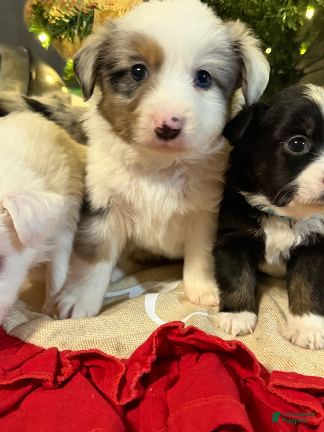 Miniature Australian Shepherd dogs for sale: BLUE - Ad 2