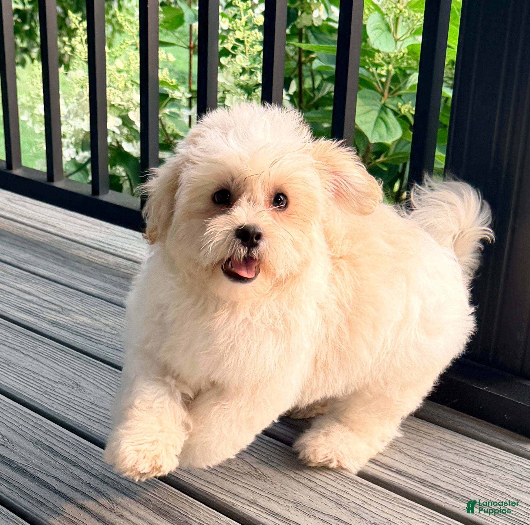 Teddy Bear dogs Milo - Ad 2