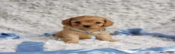 Cavapoo dogs for sale: Liam - Ad 6
