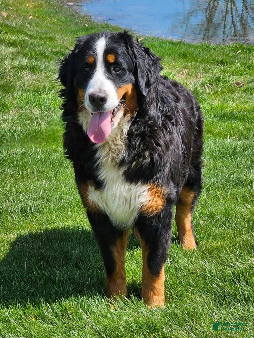 Mini Bernedoodle dogs for sale: Toby - Ad 5