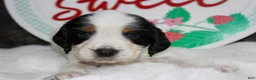 English Springer Spaniel dogs for sale: Tansy - Ad 2