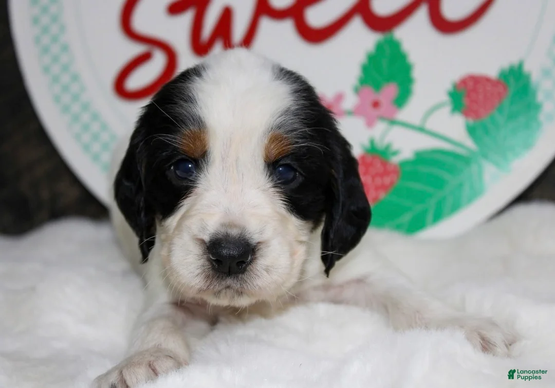 English Springer Spaniel dogs for sale: Tansy - Ad 2