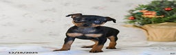 Miniature Pinscher dogs for sale: Diamond - Ad 1