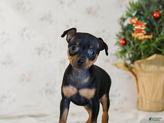 Miniature Pinscher dogs Diamond - Ad 1