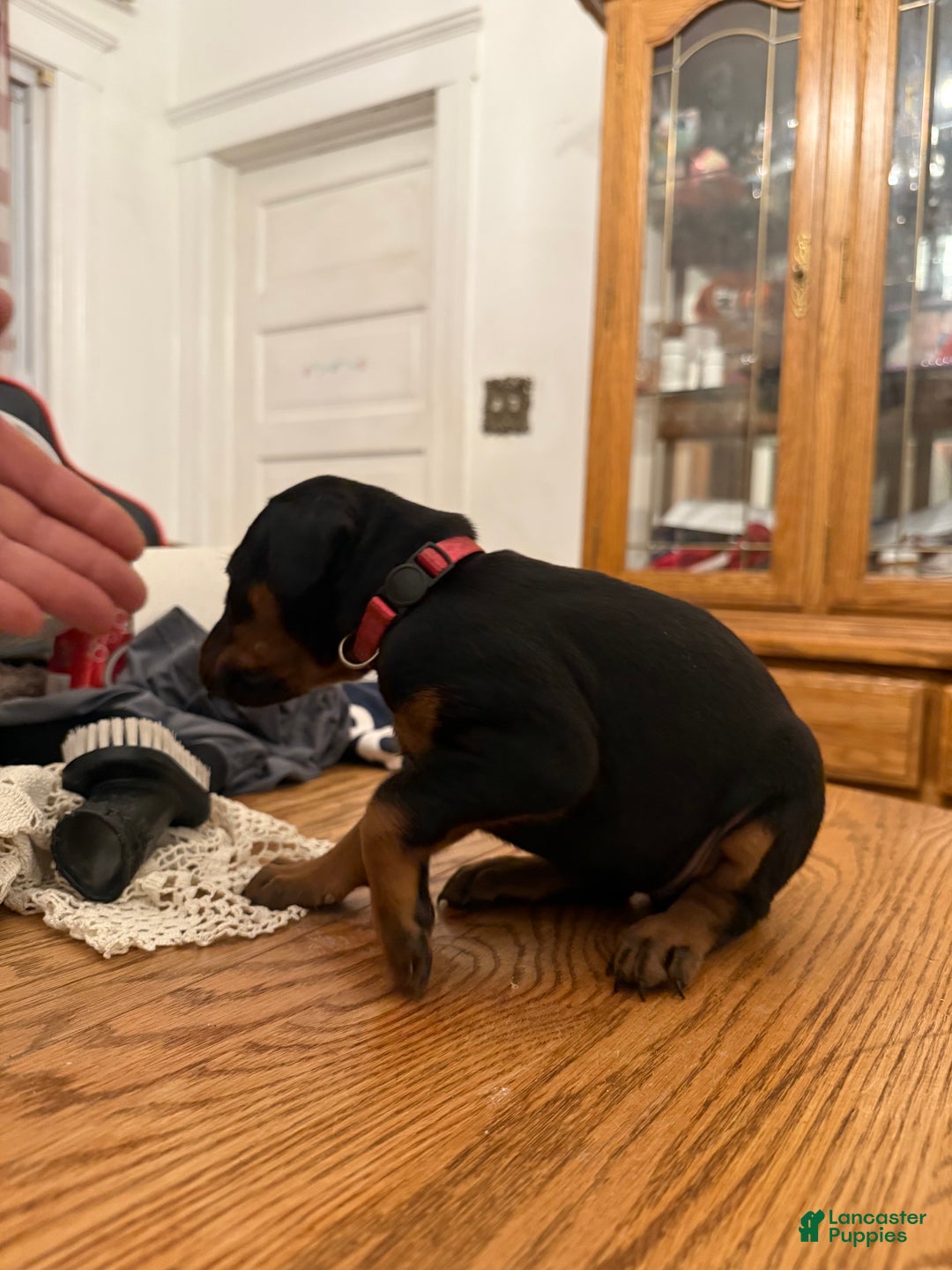 Doberman Pinscher dogs for sale: Oaklynn - Ad 3