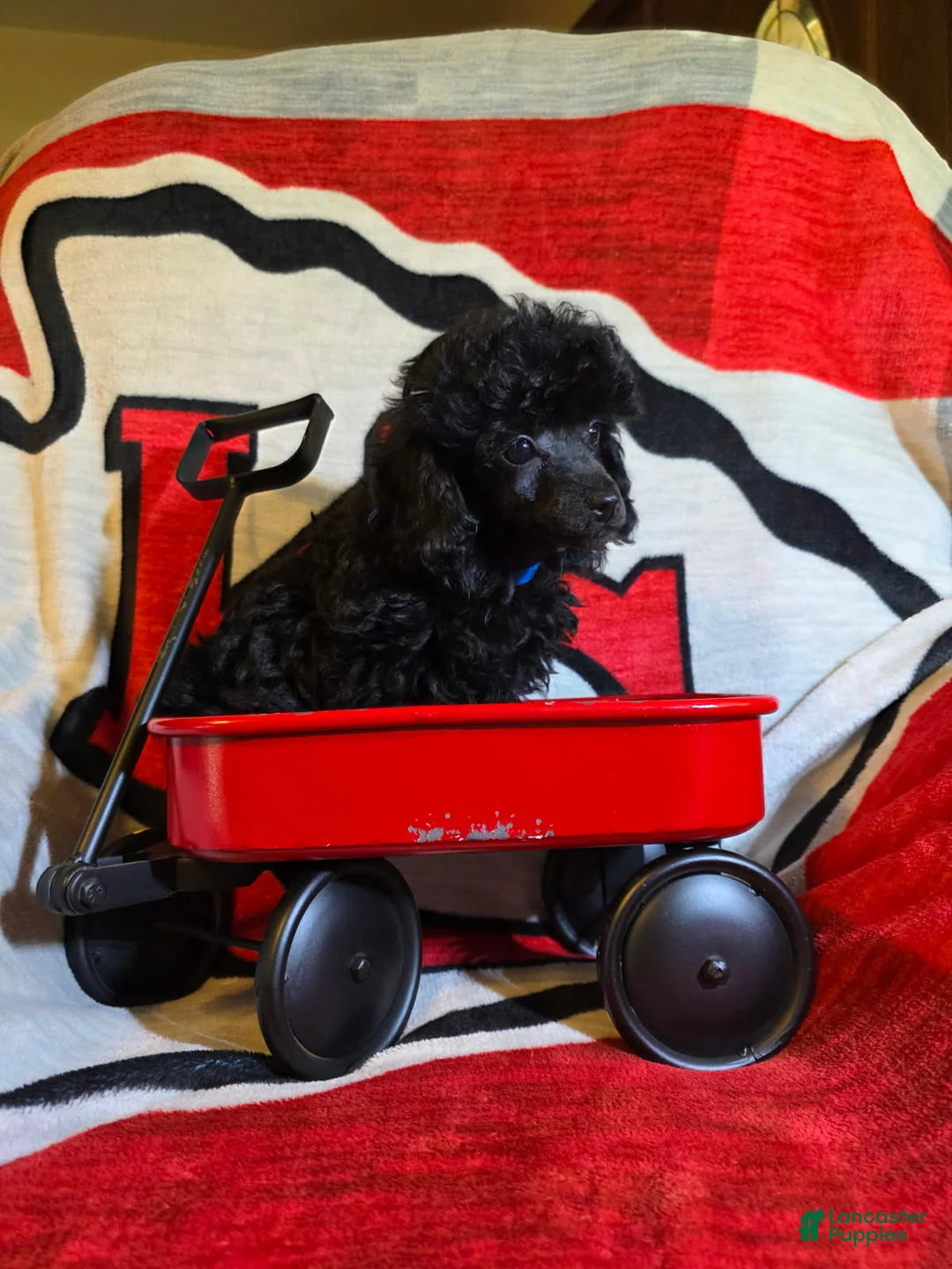 Toy Poodle dogs for sale: Toy Poodle Puppy 1 - Ad 1