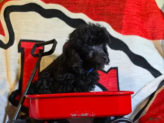 Toy Poodle dogs for sale: Toy Poodle Puppy 1 - Ad 3