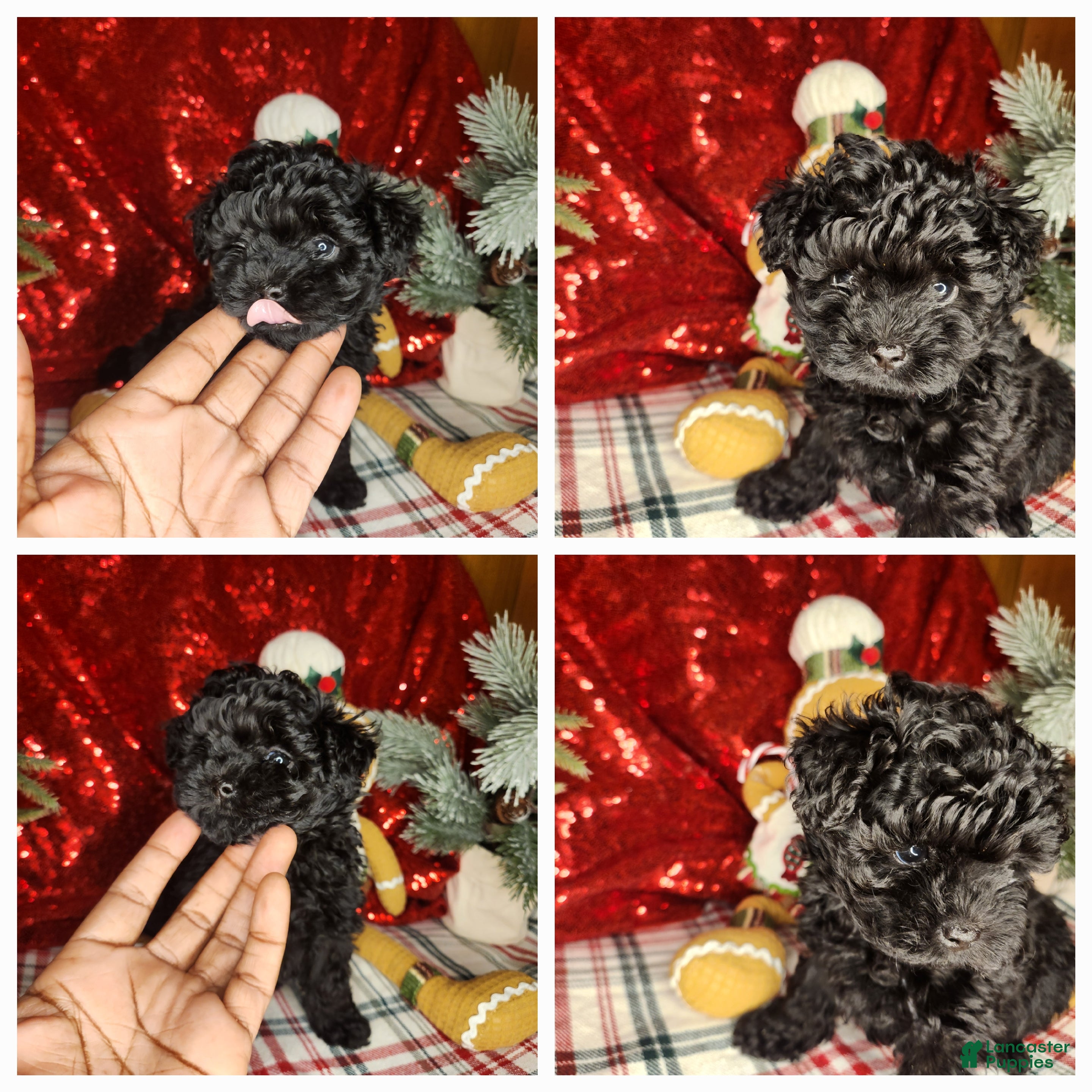 Shihpoo dogs Shihpoo Puppy 4 - Ad 3