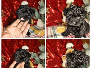 Shihpoo dogs Shihpoo Puppy 4 - Ad 21