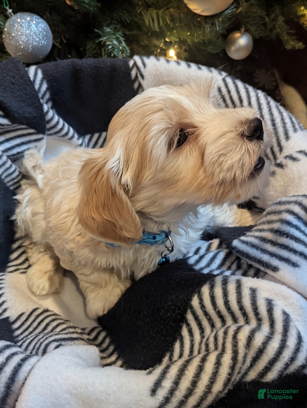 Mixed Breed dogs for sale: Rocket - Ad 5