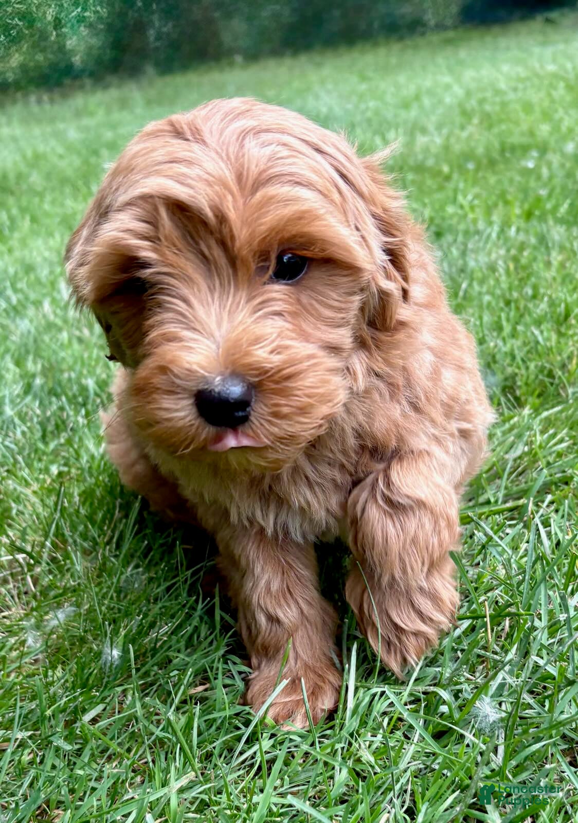Yorkiepoo dogs Yorkiepoo Nova (Female) - Ad 2
