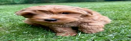 Yorkiepoo dogs for sale: Yorkiepoo Nova (Female) - Ad 2