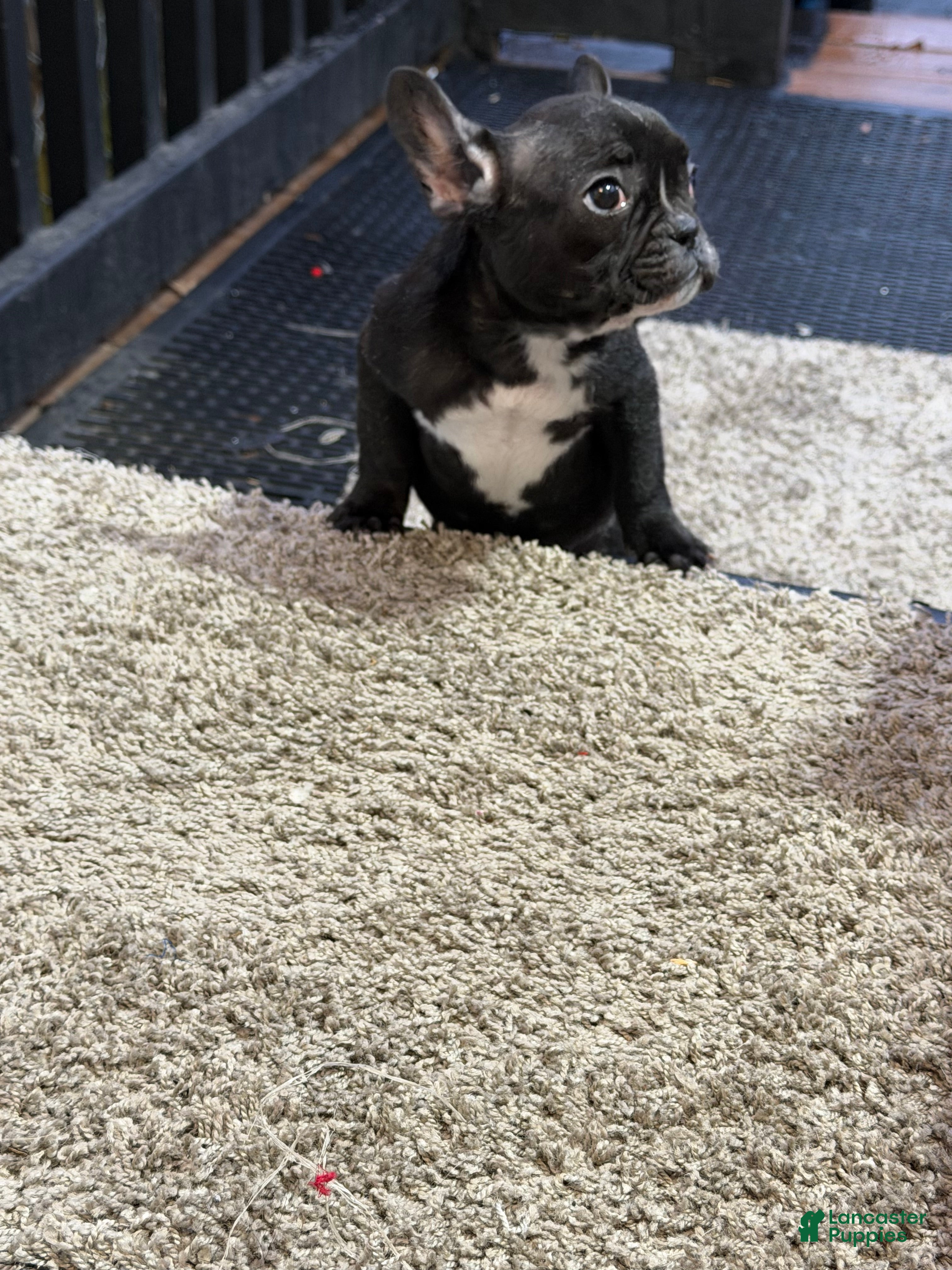 French Bulldog dogs Daisy 🌼  - Ad 34