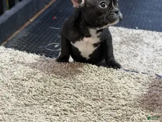 French Bulldog dogs Daisy 🌼 - Ad 34