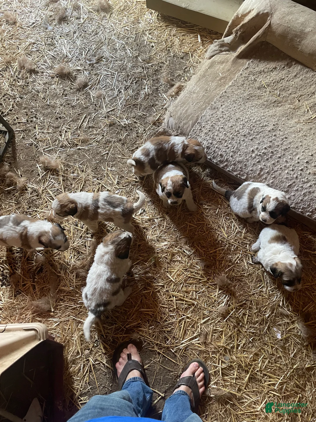 Mixed Breed dogs for sale: Mixed Breed Puppy 4 - Ad 1
