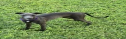 Italian Greyhound dogs for sale: Charlie - Ad 4
