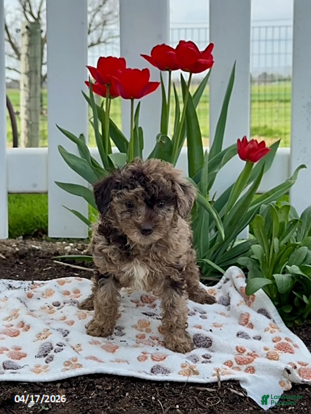 Miniature Poodle dogs for sale: Daisy - Ad 2