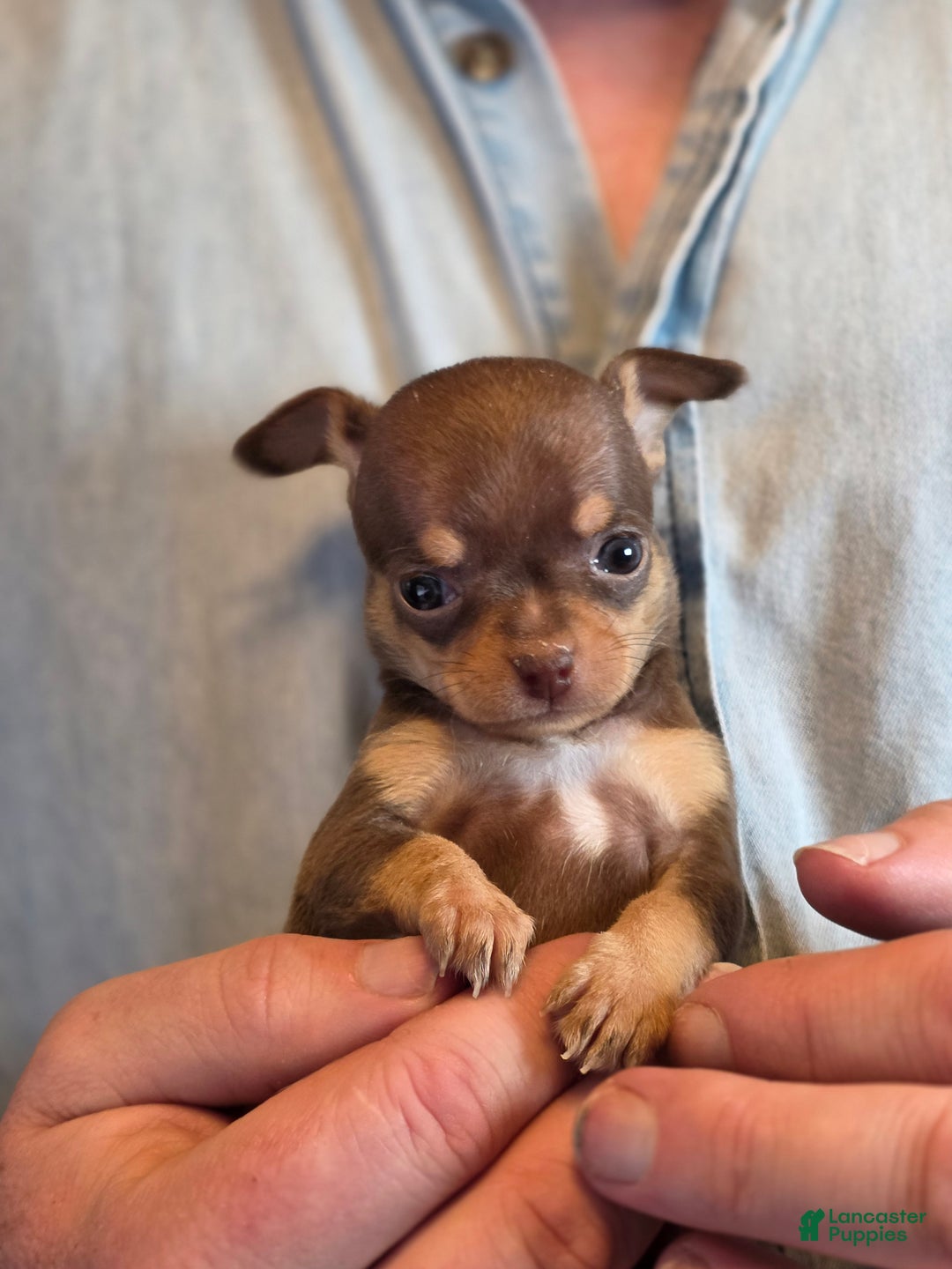 Chihuahua dogs for sale: Milk Choco Nugget  - Ad 4