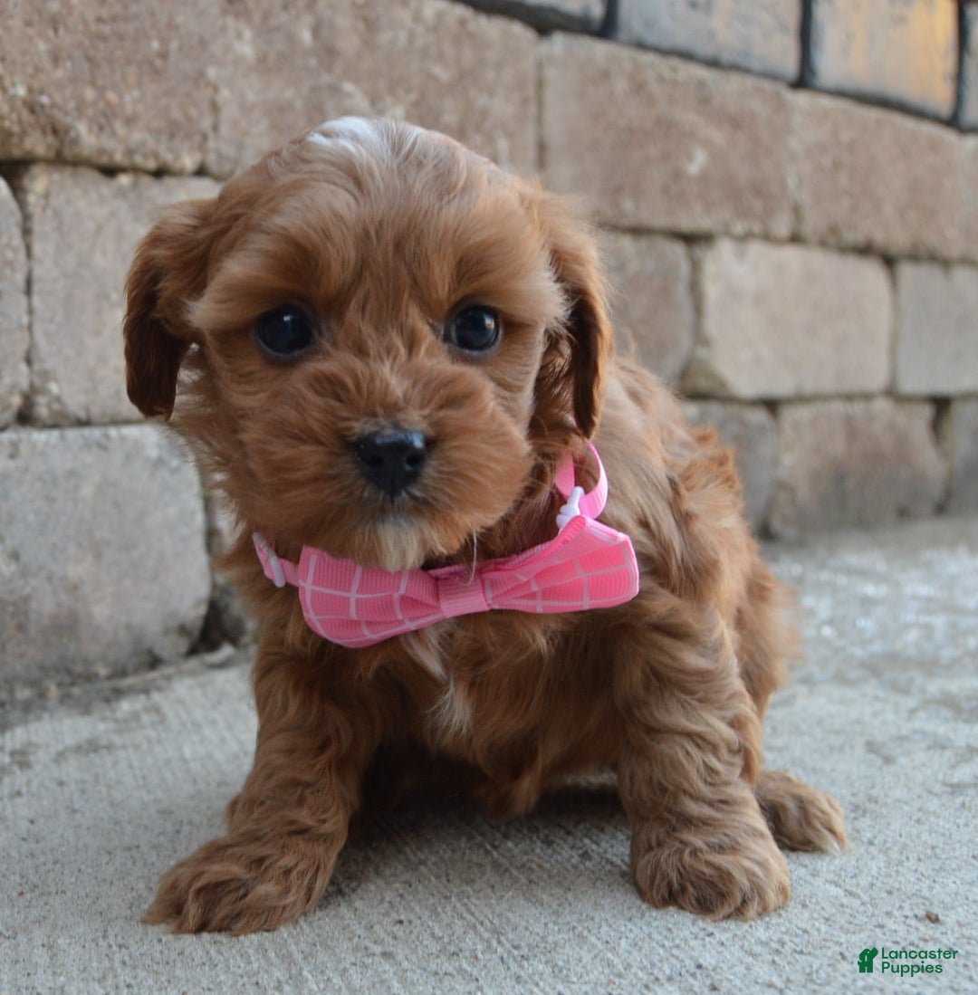 Cockapoo dogs for sale: Cookie - Ad 6