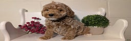 Miniature Poodle dogs for sale: Harmony  - Ad 5