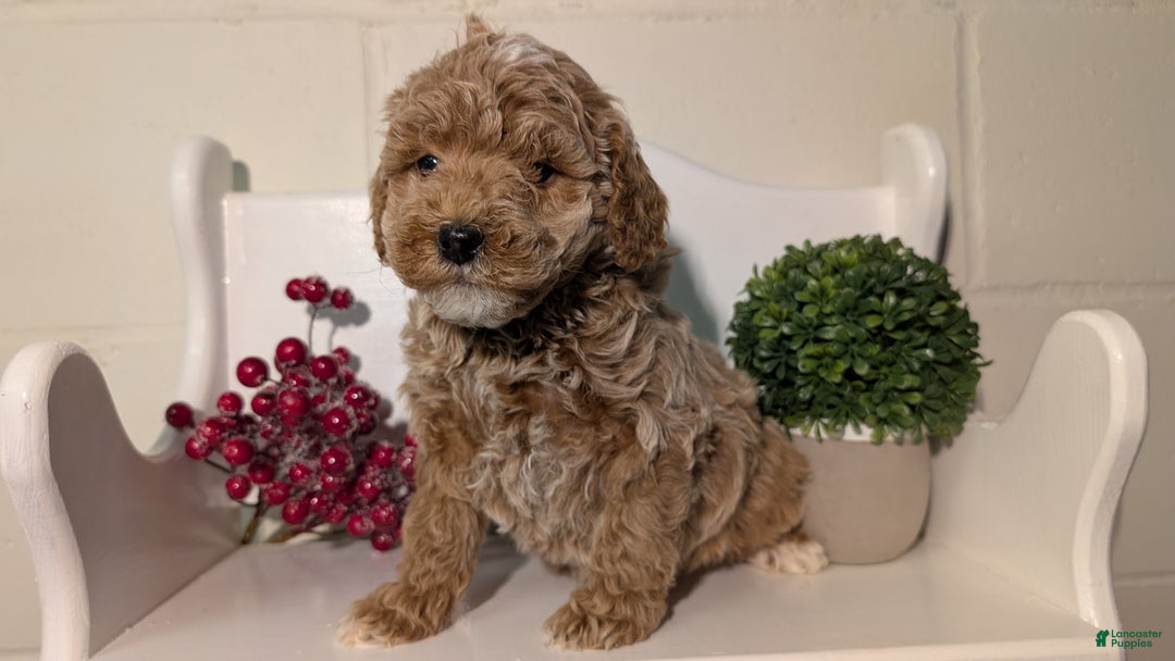 Miniature Poodle dogs for sale: Harmony  - Ad 5