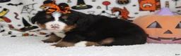 Bernese Mountain Dog dogs for sale: Cagney  - Ad 6