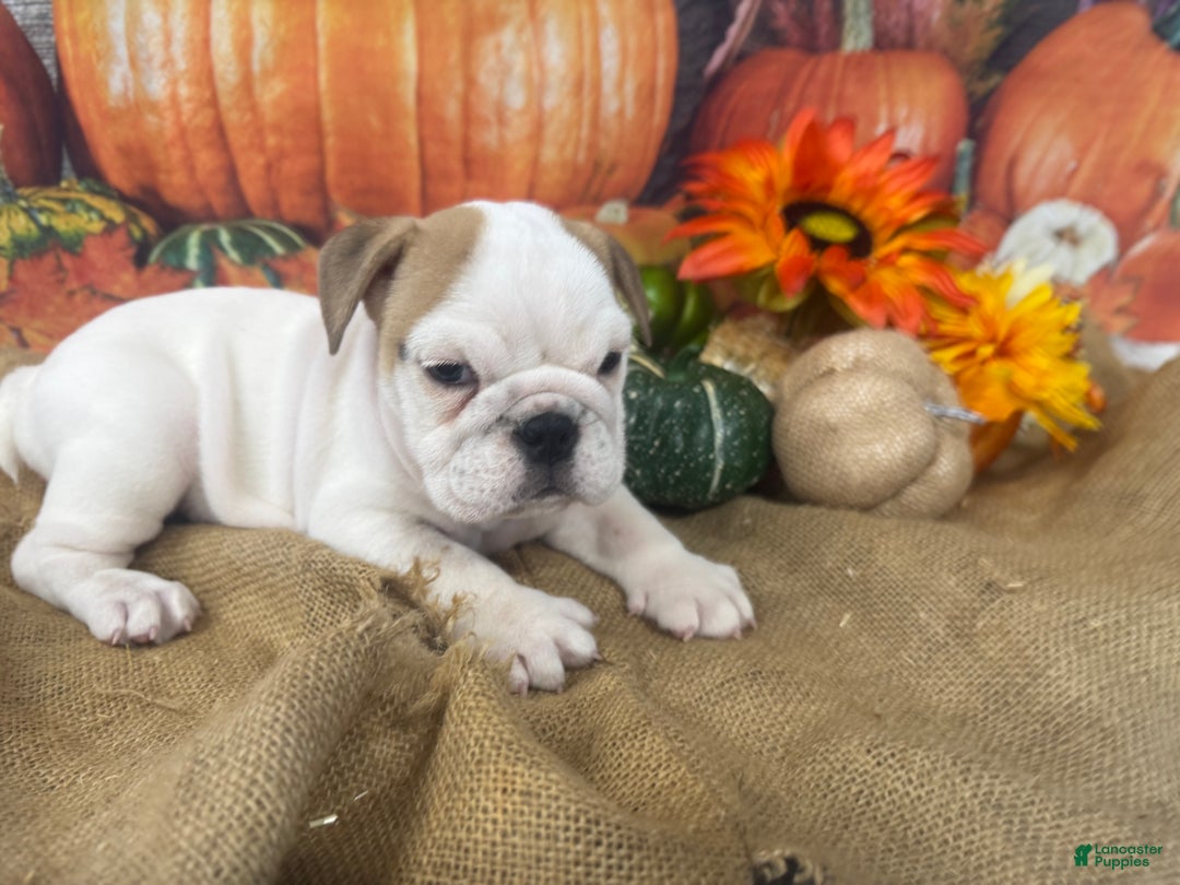 English Bulldog dogs for sale: Snow white - Ad 10