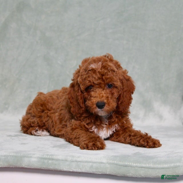 Miniature Poodle dogs Landon - Ad 2