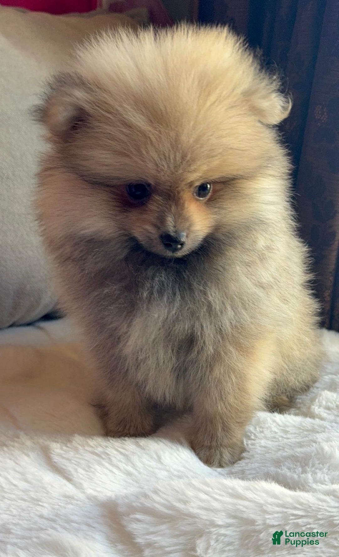 Pomeranian dogs for sale: Pomeranian Puppy George  - Ad 10