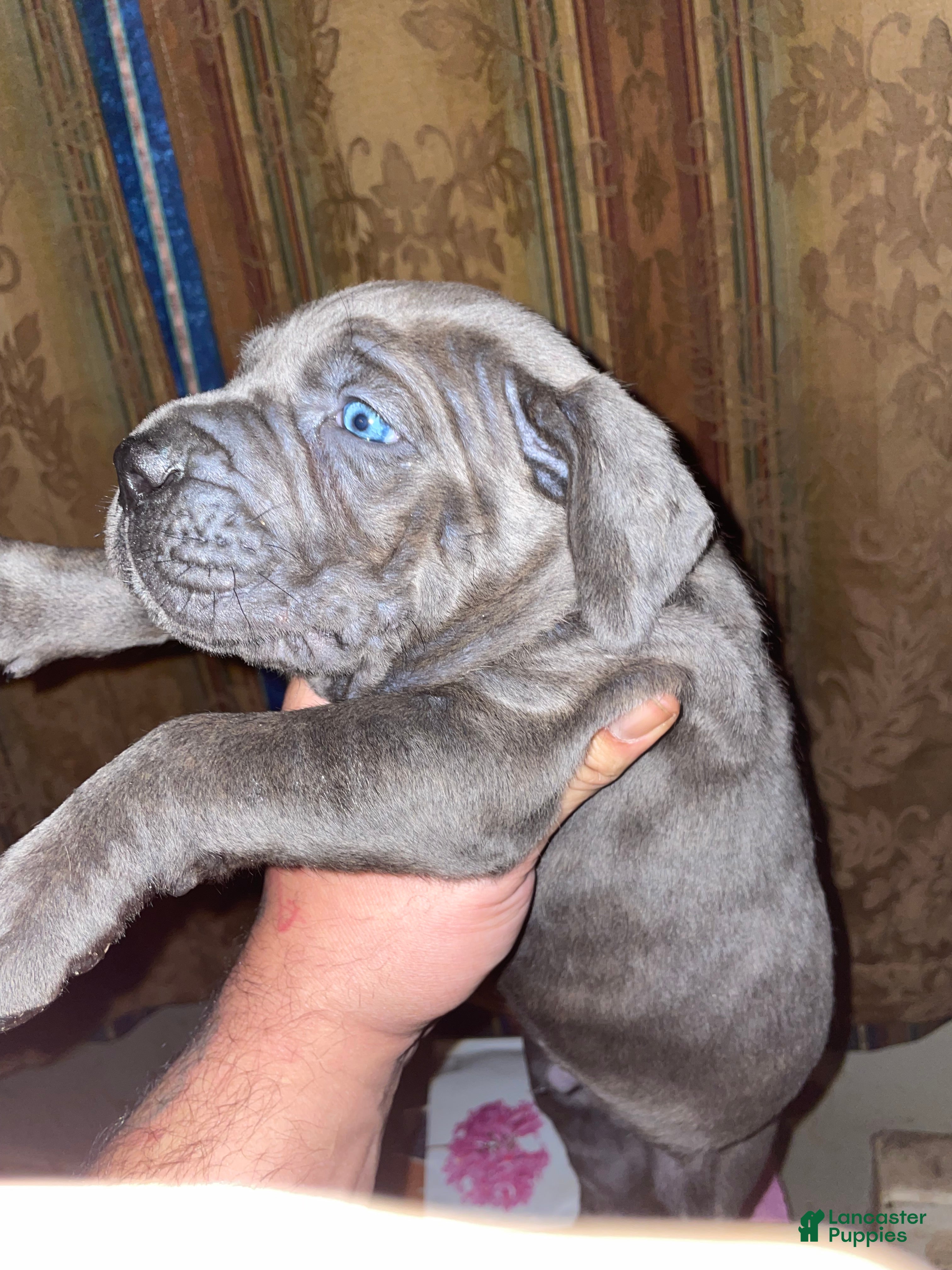 Cane Corso dogs Zeus Litter M-f Available - Ad 8