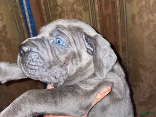 Cane Corso dogs Zeus Litter M-f Available - Ad 32