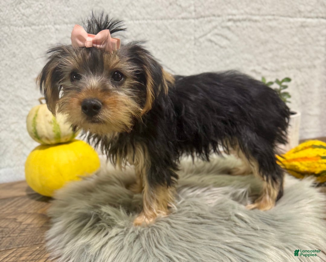 Yorkshire Terrier dogs for sale: Tarza - Ad 5