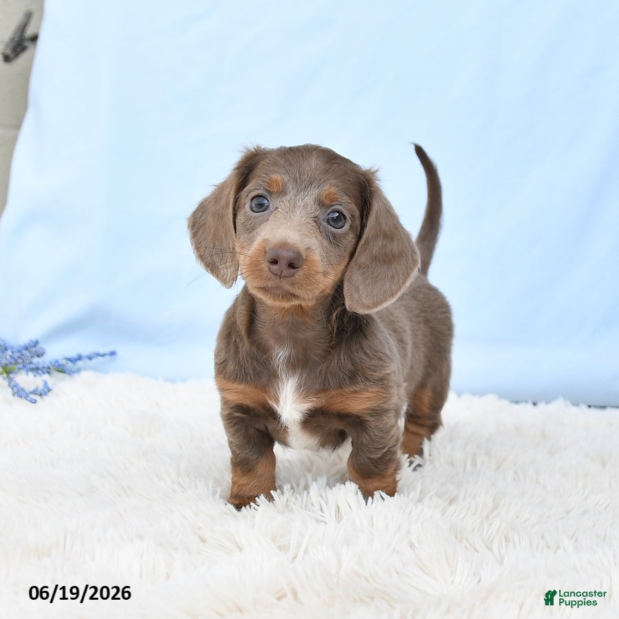 Miniature Dachshund dogs Isabella - Ad 1