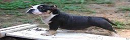 American Bully dogs for sale: Black Tri Male - Ad 7