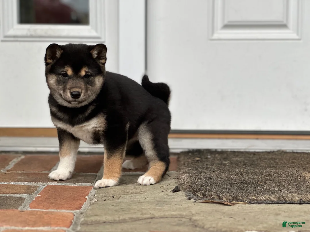 Shiba Inu dogs for sale: Fern - Ad 3