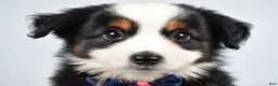 Miniature Australian Shepherd dogs for sale: Vader  - Ad 3